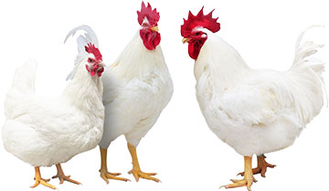 bafa980a53bb0fc9428c3eb37d632fd4